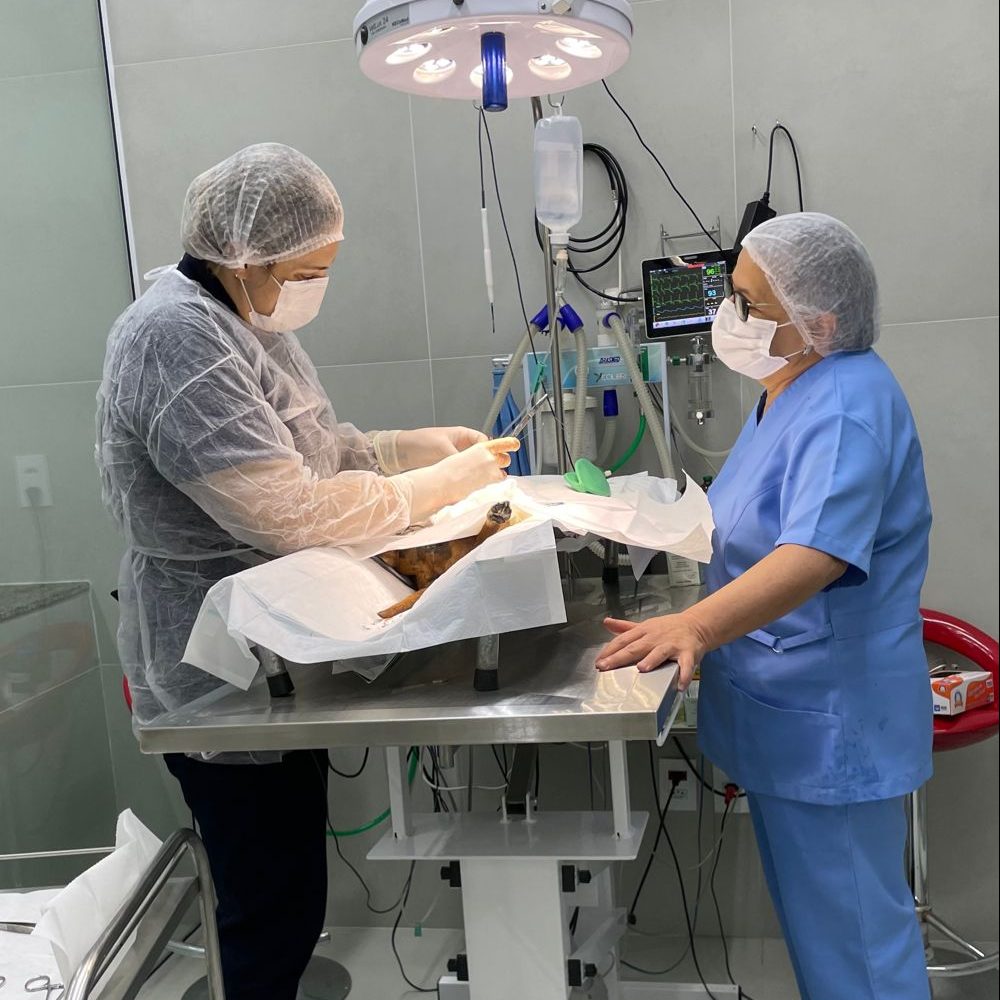 VETLOUSADA CLINICA VETERINARIA