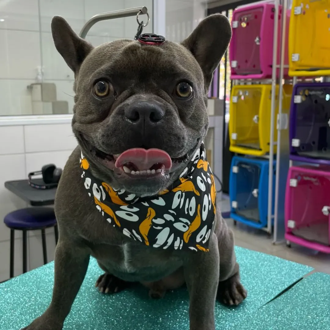 banho e tosa vet lousada campinas (7)